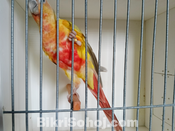 American Dilute Conure